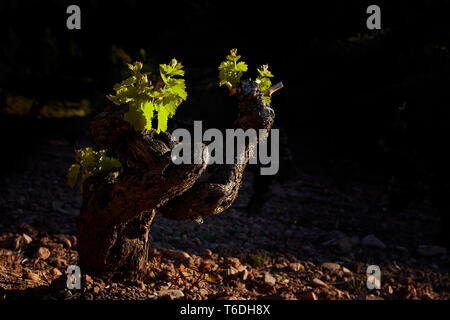 30/4/19 foglie giovani riprese in tempranillo vigneti vicino a Azofra (La Rioja), Spagna. Foto di James Sturcke | sturcke.org Foto Stock