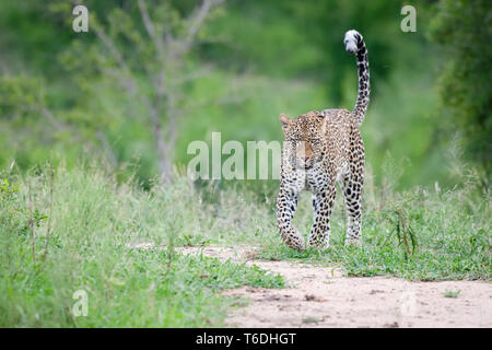 Un leopardo, Panthera pardus, passeggiate in breve erba verde con la sua coda in aria, guardando fuori del telaio Foto Stock