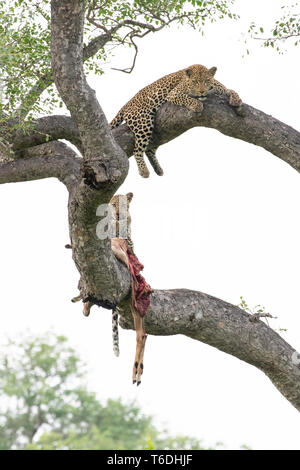 Una madre leopard e il suo cucciolo, Panthera pardus, giacciono sui rami di alberi con un impala kill, Aepyceros melampus Foto Stock