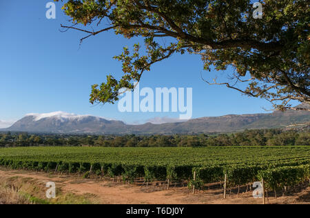 Foto di vigneti a Groot Constantia, Cape Town, Sud Africa, presa su una chiara mattina presto, con le montagne sullo sfondo. Foto Stock