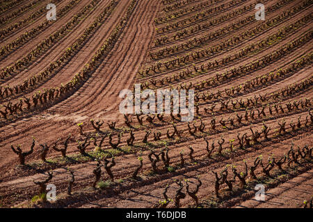 30/4/19 foglie giovani riprese in tempranillo vigneti vicino a Azofra (La Rioja), Spagna. Foto di James Sturcke | sturcke.org Foto Stock