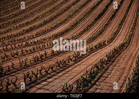 30/4/19 foglie giovani riprese in tempranillo vigneti vicino a Azofra (La Rioja), Spagna. Foto di James Sturcke | sturcke.org Foto Stock