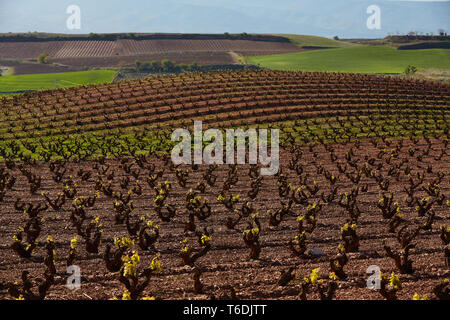 30/4/19 foglie giovani riprese in tempranillo vigneti vicino a Azofra (La Rioja), Spagna. Foto di James Sturcke | sturcke.org Foto Stock