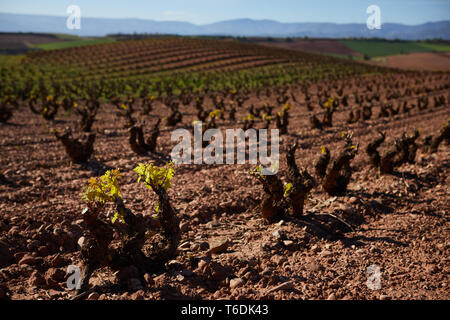 30/4/19 foglie giovani riprese in tempranillo vigneti vicino a Azofra (La Rioja), Spagna. Foto di James Sturcke | sturcke.org Foto Stock