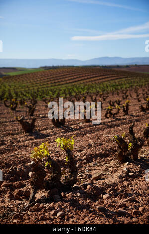 30/4/19 foglie giovani riprese in tempranillo vigneti vicino a Azofra (La Rioja), Spagna. Foto di James Sturcke | sturcke.org Foto Stock