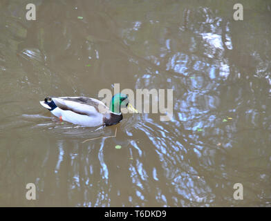 Un maschio di Mallard duck nuotare in acqua Foto Stock