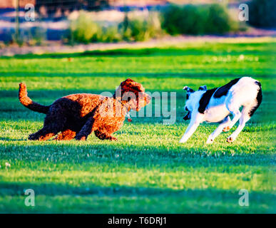 Best Buddies giocando una partita di Fetch (Canina - Cani: Rosso e Labradoodle Multi-Breed) Foto Stock