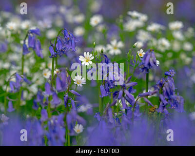 Bluebells Hyacinthoides non scriptus e maggiore Stitchwort Stellaria holostea Foto Stock