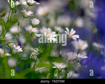 Bluebells Hyacinthoides non scriptus e maggiore Stitchwort Stellaria holostea Foto Stock