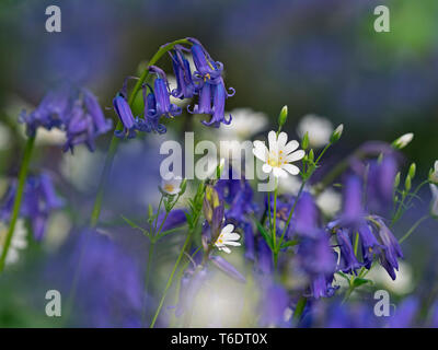 Bluebells Hyacinthoides non scriptus e maggiore Stitchwort Stellaria holostea Foto Stock