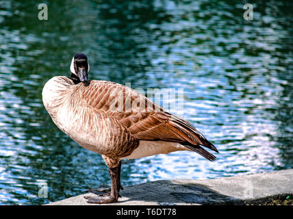 Solo Canada Goose in piedi a prendere il sole sul lastricato in pietra battuta a riva del fiume in Drake Park Central Oregon Foto Stock