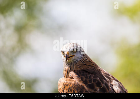 Un colorato Harris Hawk gira la testa e verso la telecamera durante la primavera del 2019 in Inghilterra. Foto Stock