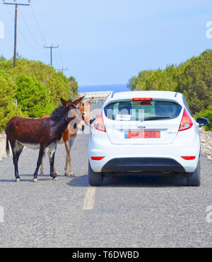 Dipkarpaz, Cipro del Nord - 3 OTT 2018: due asini selvatici blocca la strada di un bianco auto sulla strada di campagna. I simpatici animali sono Attrazioni locali Foto Stock