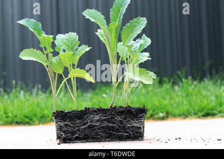 Lacinato kale o noto come Tuscan Kale piantine isolato Foto Stock