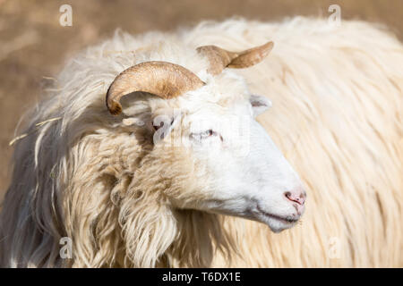 Ram o rammer, maschio della pecora Foto Stock