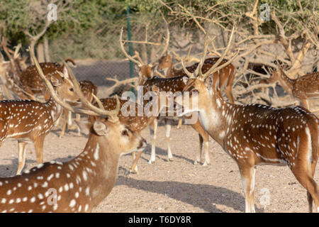 Cervi asse a Sir Bani Yas Island, l'Arabian Wildlife Park, Abu Dhabi, Emirati arabi uniti Foto Stock