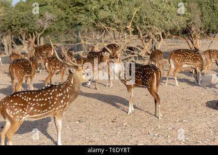 Cervi asse a Sir Bani Yas Island, l'Arabian Wildlife Park, Abu Dhabi, Emirati arabi uniti Foto Stock