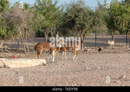 Cervi asse a Sir Bani Yas Island, l'Arabian Wildlife Park, Abu Dhabi, Emirati arabi uniti Foto Stock
