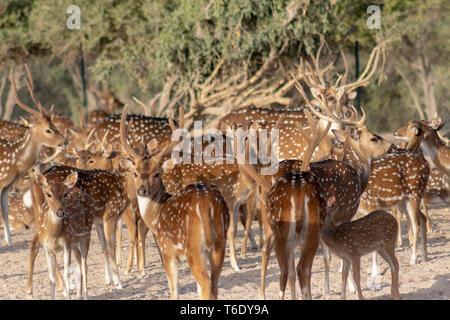 Cervi asse a Sir Bani Yas Island, l'Arabian Wildlife Park, Abu Dhabi, Emirati arabi uniti Foto Stock