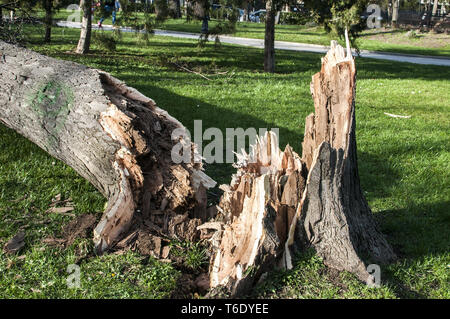 Caduto albero di grandi dimensioni nel parco della città a causa di una forte tempesta Foto Stock