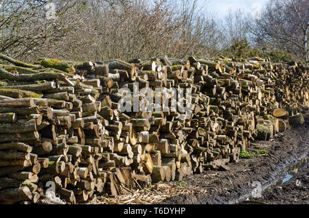 Grandi scorte di registri in woodyard Foto Stock