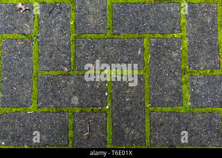 Piastrella pedonale con moss crescente attraverso i giunti Foto Stock