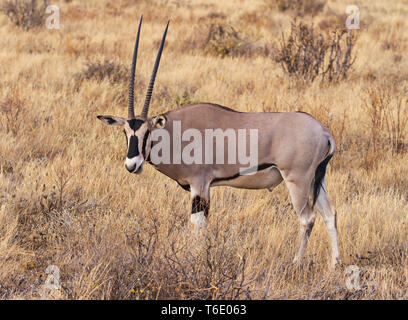 Oryx Beisa vista laterale con il volto, in piedi nella macchia secca dei prati. Samburu riserva nazionale, Kenya, Africa orientale Foto Stock