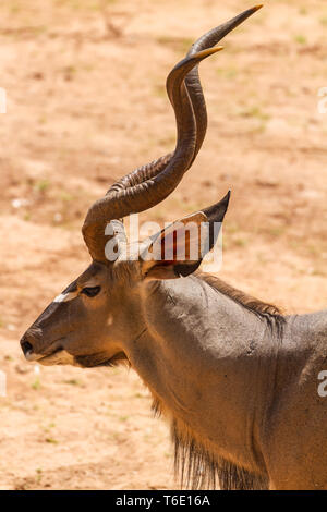 Maschio kudu maggiore Tragelaphus strepsiceros, con magnifiche corna, vista laterale profilo. Samburu riserva nazionale, Kenya Africa orientale Foto Stock