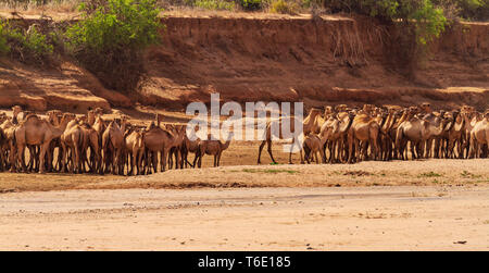 Camelus Cammello Dromedario allevamento con gli allevatori di bestiame, secco riverbed. Samburu riserva nazionale, Kenya, Africa orientale Foto Stock