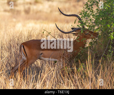 Vista laterale maschio impala, Aepyceros, alimentazione a macchia verde a secco con sfondo scrub. Samburu riserva nazionale, Kenya, Africa orientale Foto Stock