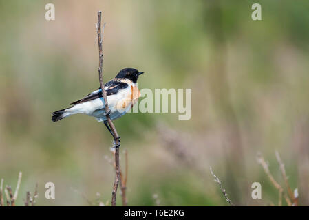 Maschio stonechat Europian o Saxicola rubicola sul ramoscello Foto Stock