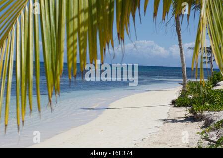 Palm Tree sulla spiaggia di Montego Bay, Giamaica Foto Stock