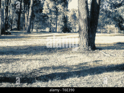 Paesaggio forestale in una giornata di sole. L'effetto a raggi infrarossi. Foto Stock