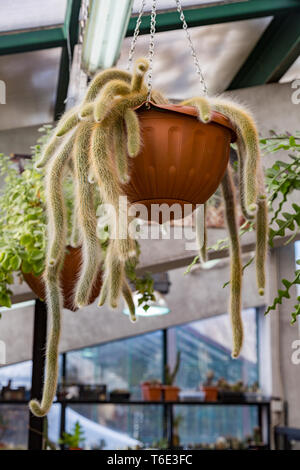 Rare cactus esotiche Foto Stock