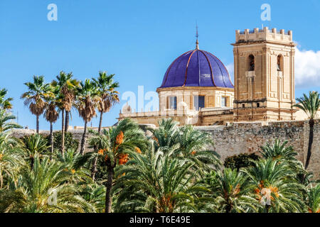 Spagna palme di Elche nella cupola blu di Basílica de Santa María, boschetto di Elche Spain, skyline di palmeral, Costa Blanca Spagna regione di Valencia Foto Stock