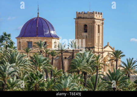 Elche Spagna, centro città con palmeti boschetto, cupola blu di Basílica de Santa María, Costa Blanca Valencia regione Foto Stock