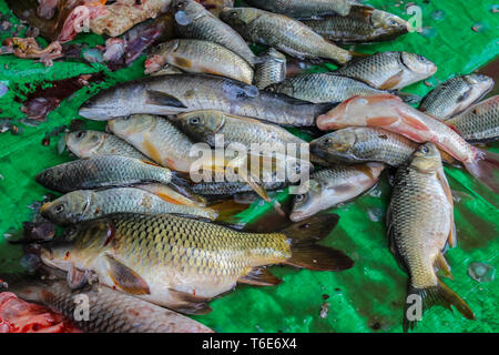 Cought di fresco pesce su un mercato Foto Stock