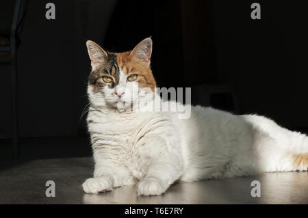 Gatto femmina giacente nella luce del sole in ombra sulla Casa pavimento in legno Foto Stock