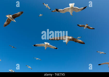 Molti gabbiani volano contro il cielo blu Foto Stock