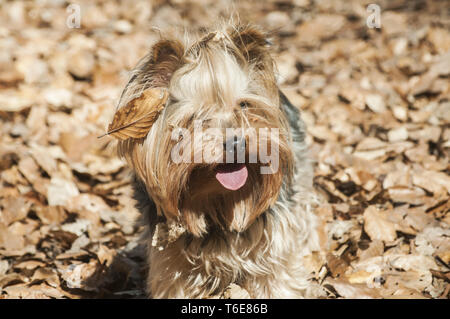 Yorkshire Terrier nel parco Foto Stock