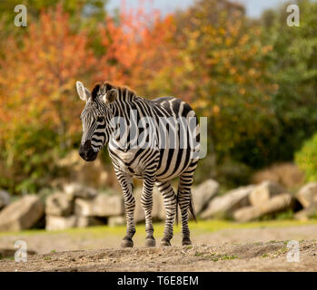 Zebra sulle pianure allo zoo Foto Stock