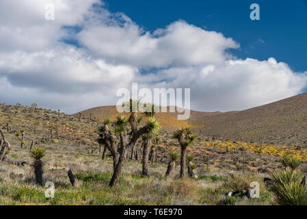 Alberi di Joshua crescente tra le colline di giallo fiori selvatici nel deserto di Mojave. Foto Stock