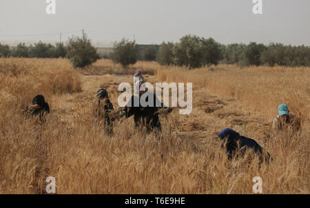 Gli agricoltori si sono visti la mietitura di colture di frumento presso i campi in Khan Yunis. La mietitura del grano ha iniziato a Gaza, Khan Yunis è una delle più grandi aree agricole nella Striscia di Gaza. Foto Stock