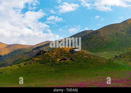 Verde collina con pascoli di fiori selvatici al di sotto e luminoso cielo blu con nuvole bianche sopra. Foto Stock