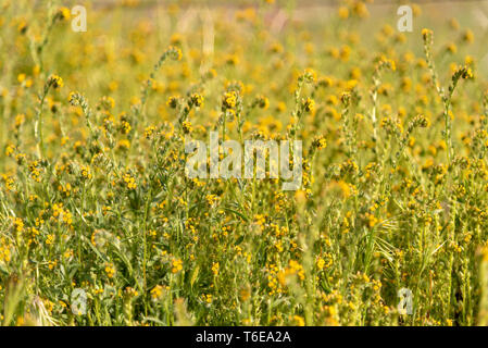 Deserto di fiori di campo in estate, primo piano del prato di colore giallo. Foto Stock