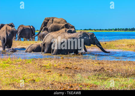 Branco di elefanti che attraversa un fiume Foto Stock