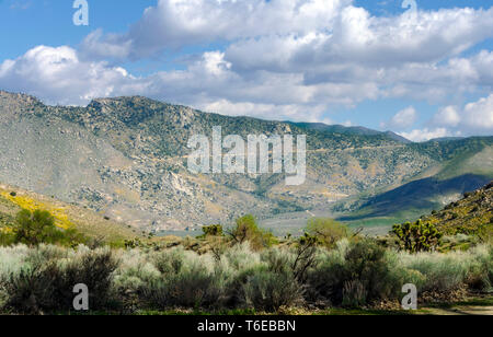 Primavera nel deserto con sagebrush, Giosuè di alberi e di fiori selvaggi. Valle con montagne al di là sotto cieli azzurri con soffici nuvole. Foto Stock