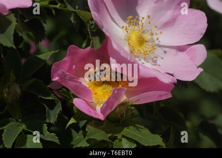 Rosa canina o Rosa canina Rosa canina Foto Stock