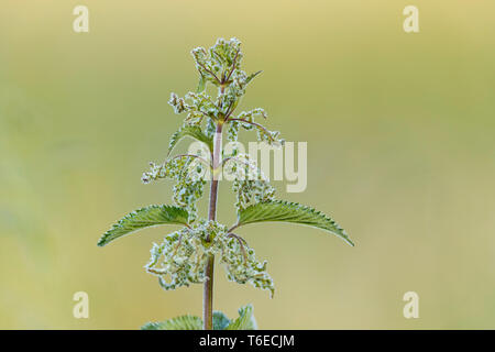 Ortica; Urtica dioica; fioritura; Regno Unito Foto Stock