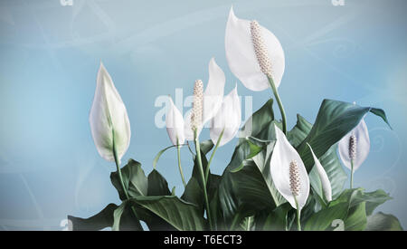 Fioritura fiori bianchi spathiphyllum. Foto Stock